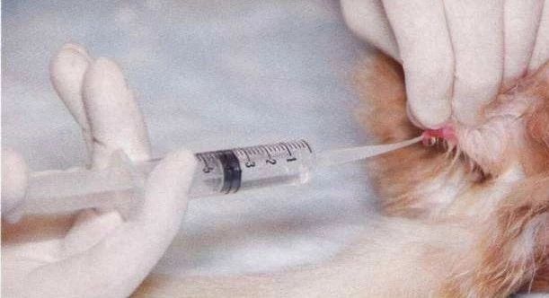 猫咪尿不出来可以吃什么药,猫咪尿不出来了要吃阿莫西林吗