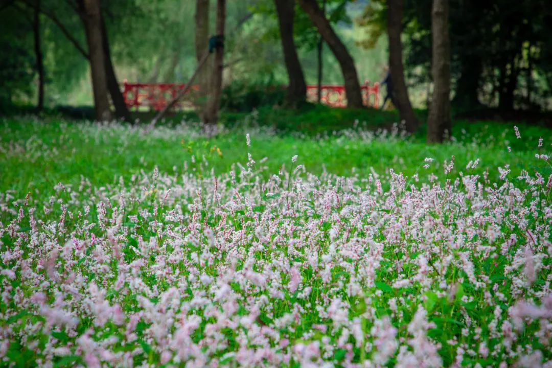 蓼花盛放成海,扬州又多了一处赏秋秘境