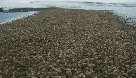 海象跌落山崖图片,海象坠崖北极熊吃海象