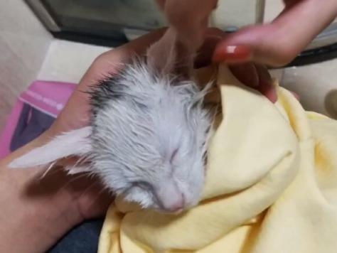 流浪猫被救助后特别黏主人,流浪猫粘鼠板救助