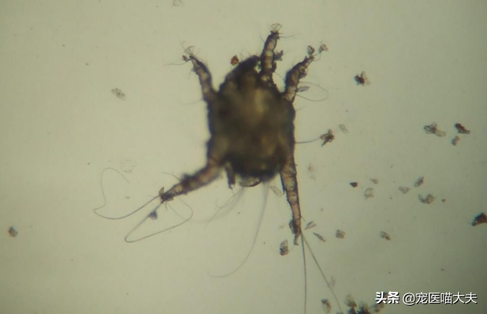 猫咪耳螨比较严重怎么处理,猫咪耳螨超级严重怎么办