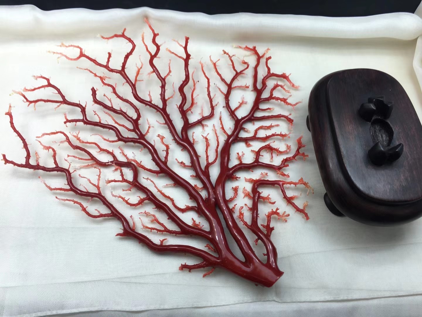 红珊瑚怎么辨别图片,红珊瑚怎么区分品种