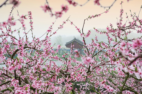 明朝大才子被革除功名，写一首愤世嫉俗的诗，同一个字重复了14次