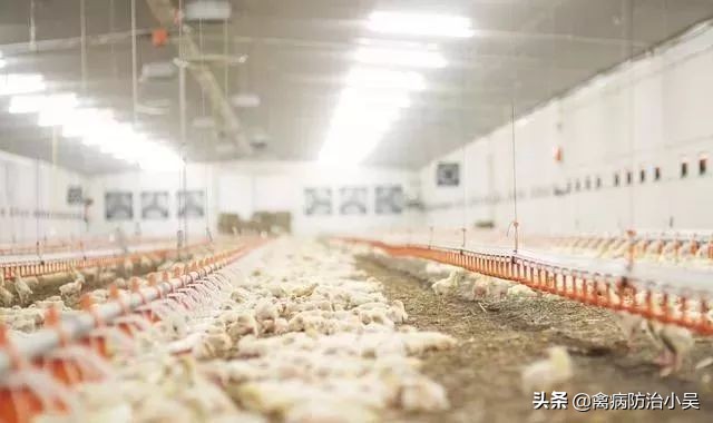 鸡子瘫了用什么药治疗,鸡子腿软站不起来怎么办