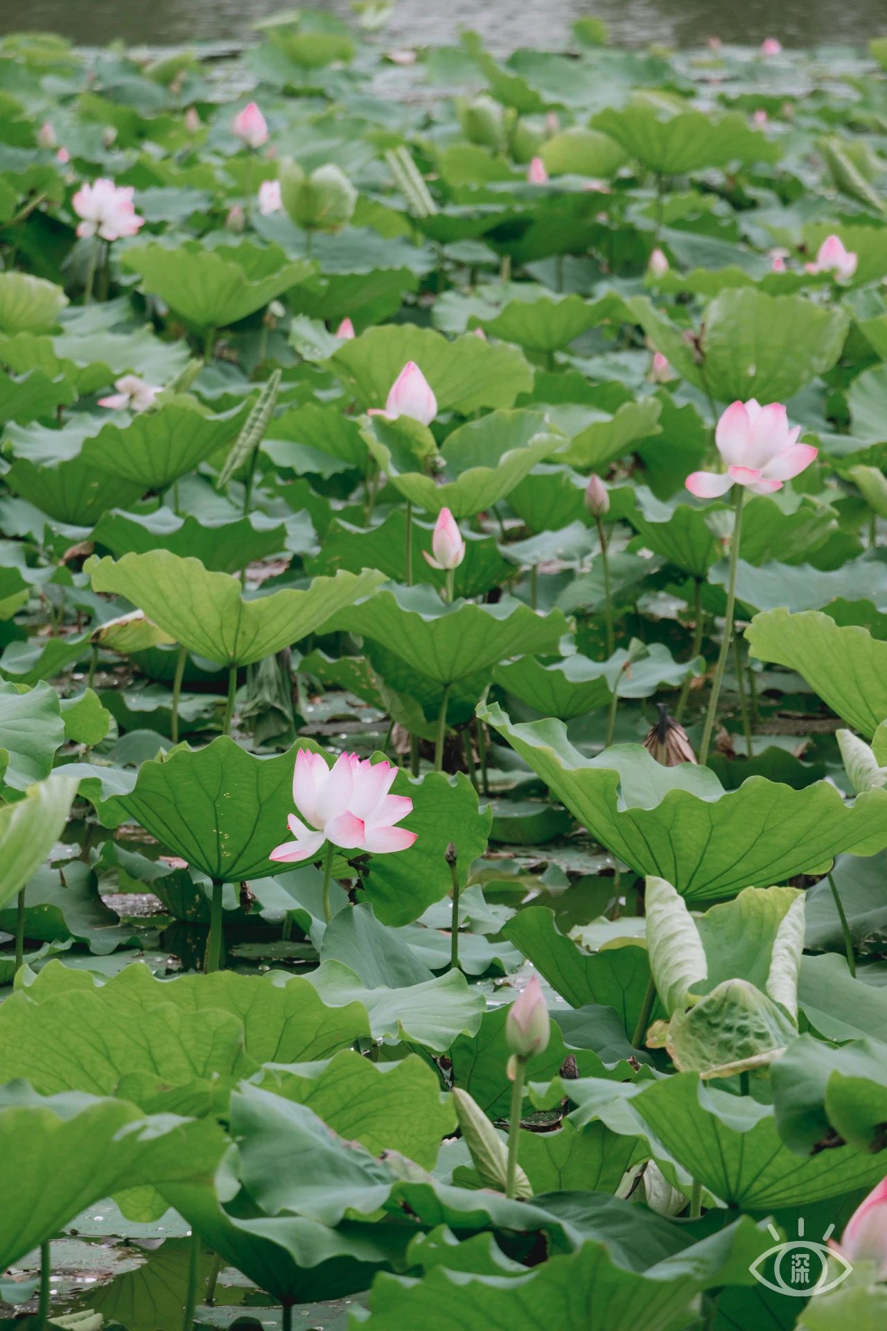 深圳洪湖公园7月18号还有荷花吗,深圳洪湖公园现在有荷花开吗