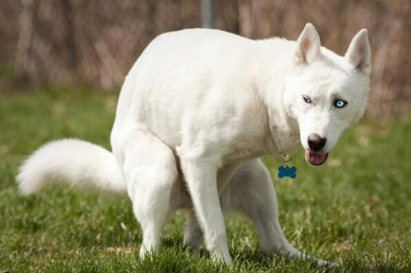 养狗知识狗狗一天该拉几次粑粑,幼犬狗一般一天拉几次便