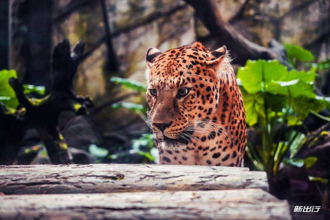 打卡长隆动物园记田妈和威马EX5520的周末