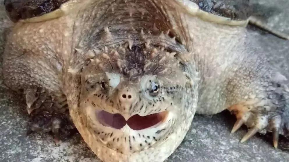 佛鳄龟最佳饲养温度,佛鳄龟黑色环境饲养