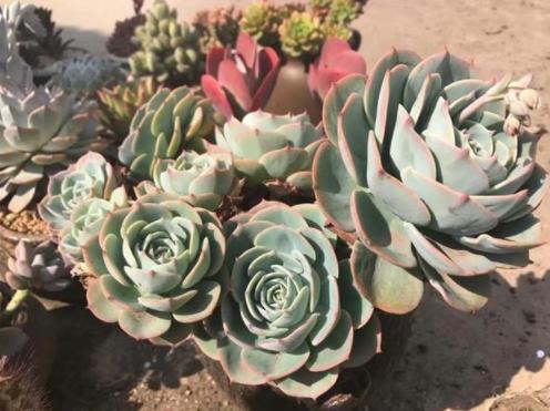 最容易烂根的四种花,花烂根了怎么救活