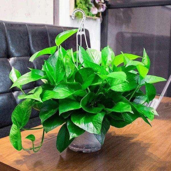 养绿萝不黄叶的方法,绿萝多久浇一次水如何养