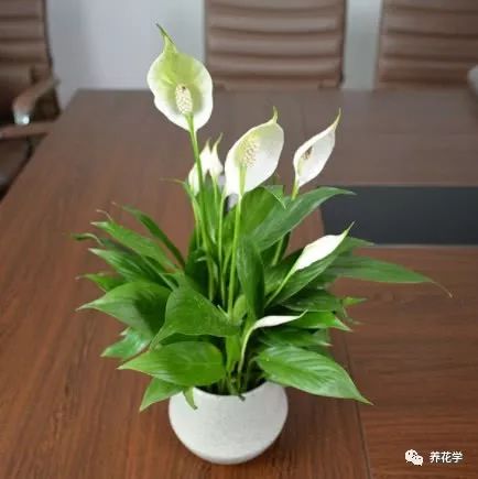 绿植盆栽室内吸甲醛,吸附甲醛室内盆栽绿植有什么