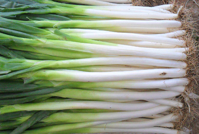 适合北方种植的蔬菜都有哪些,这个季节有哪些蔬菜适合种植