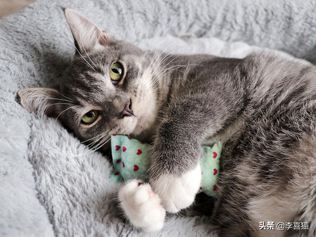 铲屎官必备猫玩具大全 (猫咪必备的10种玩具)