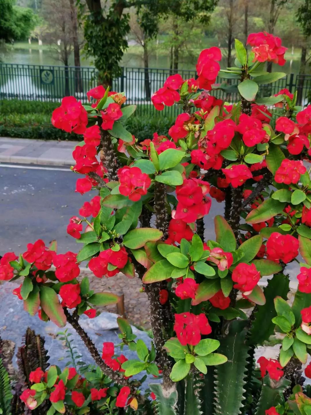 适合闷养的蕨类植物,彩色蕨类植物怎么养护