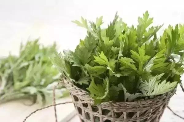 民间助睡眠的新鲜草药,可以让人快速入眠的中草药