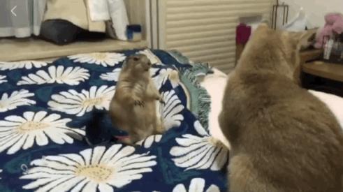 搞笑百米跨栏赛跑,跨栏运动搞笑图