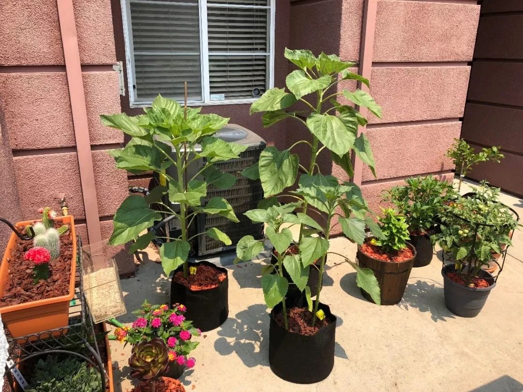 向日葵的盆栽种植方法,向日葵盆栽种植方法全过程