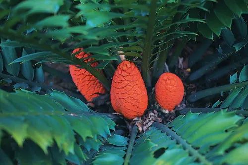 300+万㎡原始森林秘境，天河就有