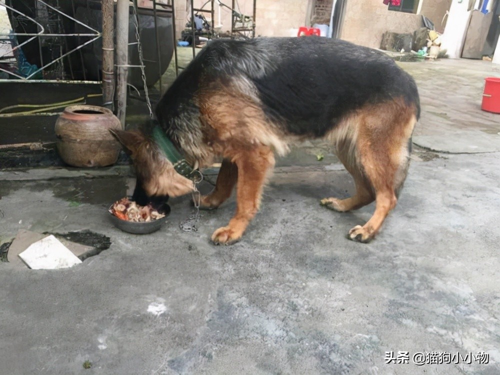 短毛德牧与长毛德牧配狗可以吗,德牧长毛智商高还是短毛德牧高