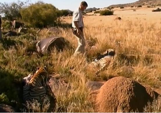 科学家把两头老虎运到非洲，这样的入侵，狮子还能保住地位吗？