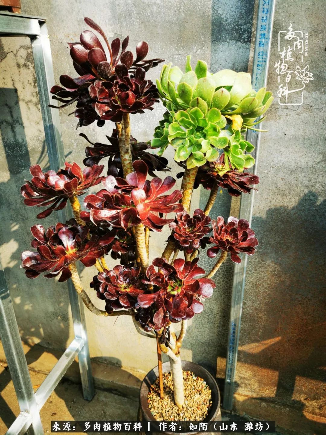 凤凰涅槃，浴火重生！多肉法师圣斗士们的秋天！（附养护经验）