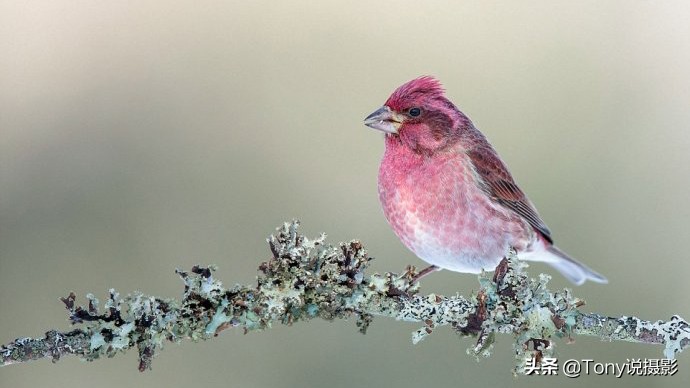 深度揭秘拍摄鸟类,如何拍鸟这些鸟类摄影技巧要学会