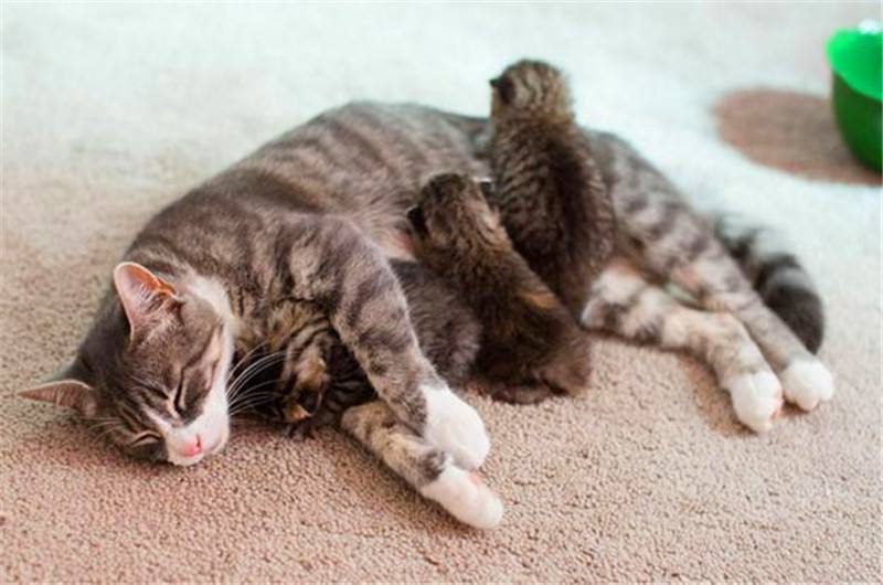 猫咪怀孕每天上蹿下跳会流产吗,猫咪流产怎么帮忙排出死胎