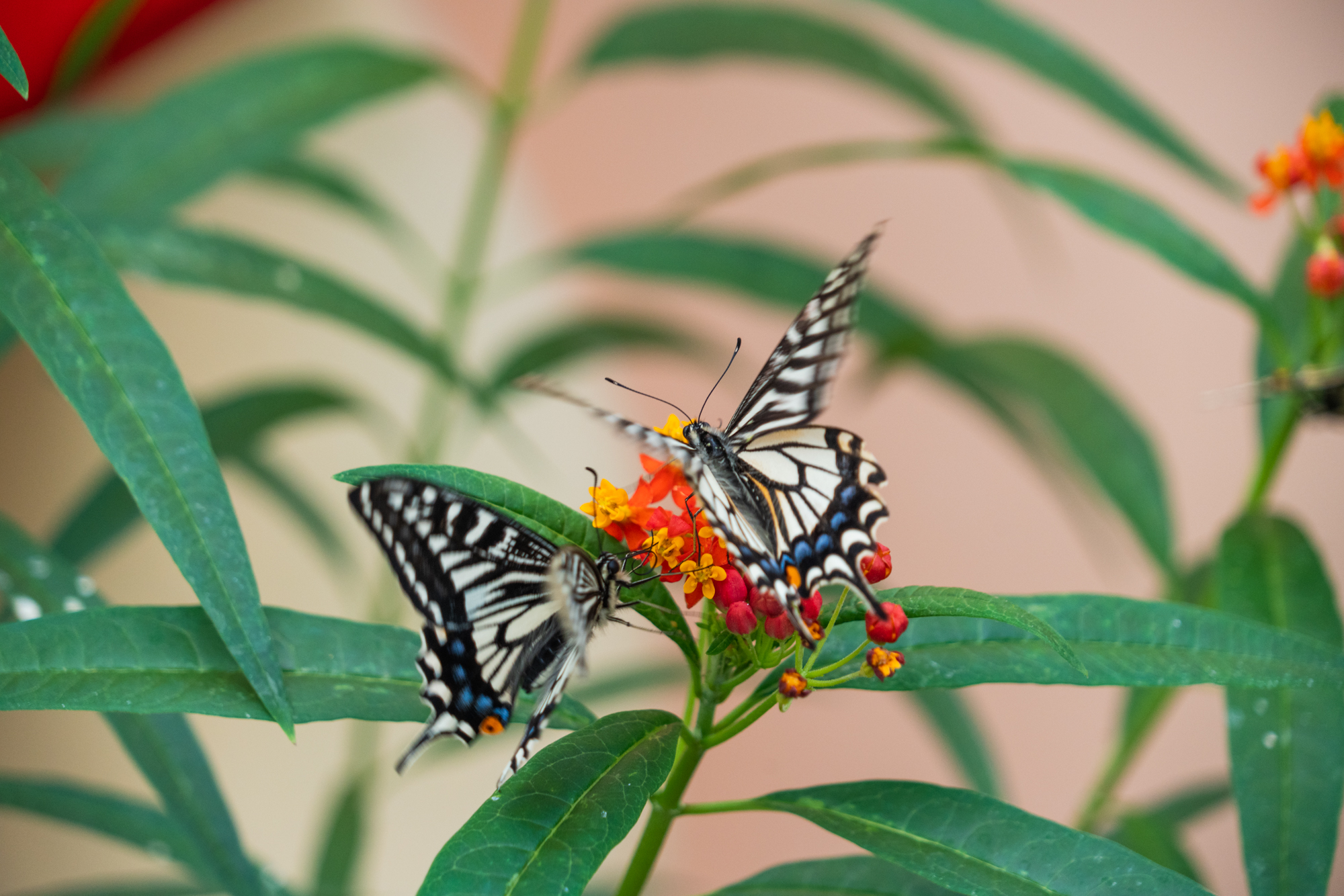 国际鲜花港郁金香,看郁金香北京国际鲜花港