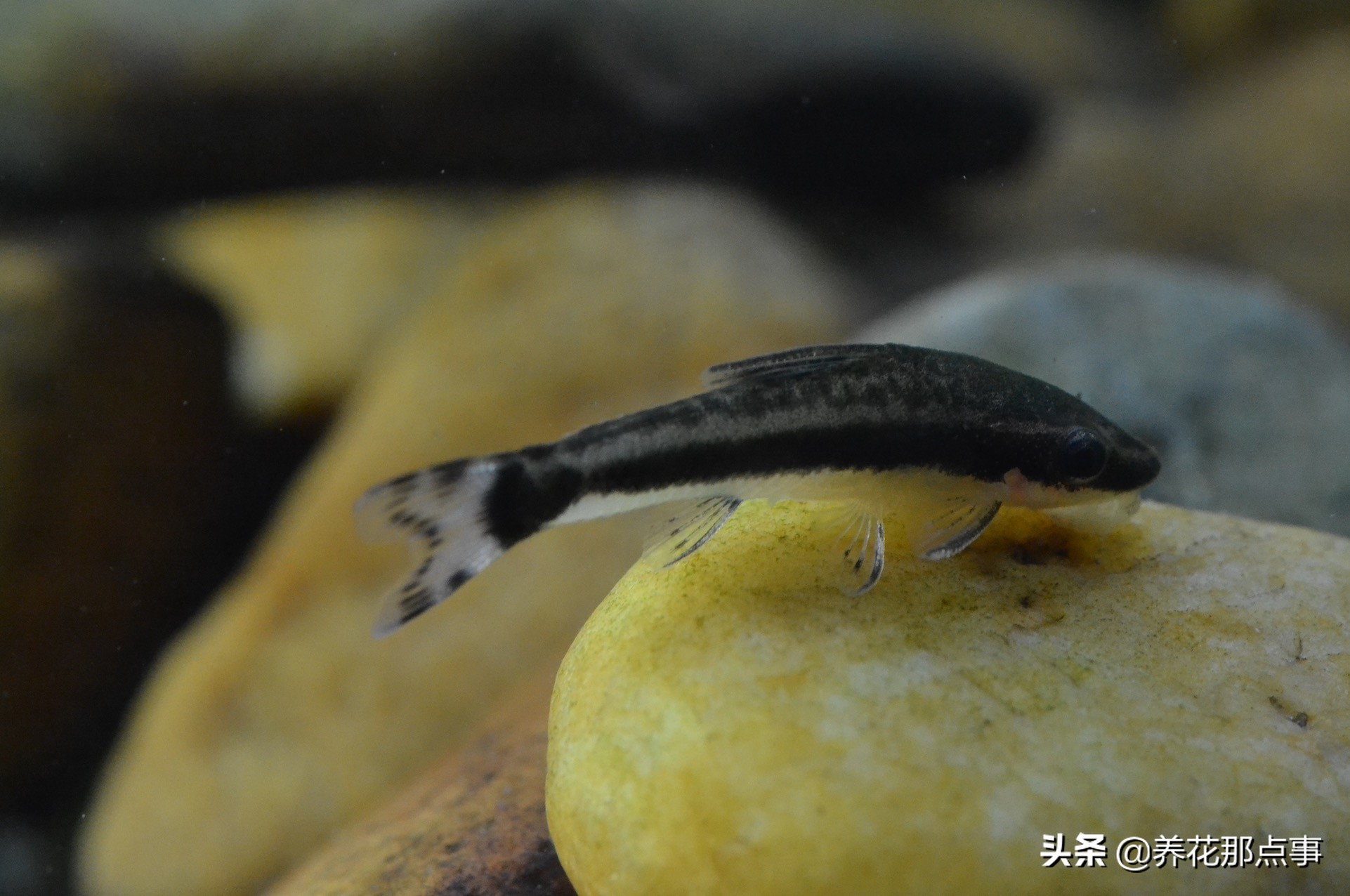 新手养小型热带鱼推荐,热带鱼生态鱼缸养殖必备条件