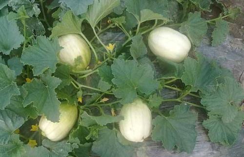 甜瓜裂果补救,露地甜瓜裂果原因和解决办法