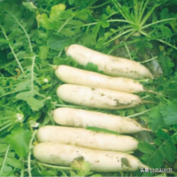 湖北标志性农产品,全国农产品地理标志目录四川