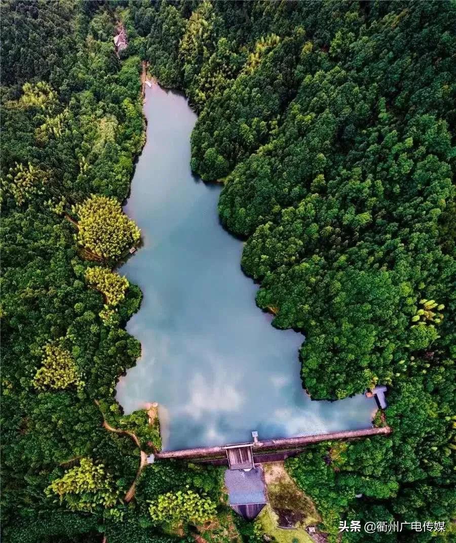 现存最老的古香榧树,大山里的原生态千年香榧树