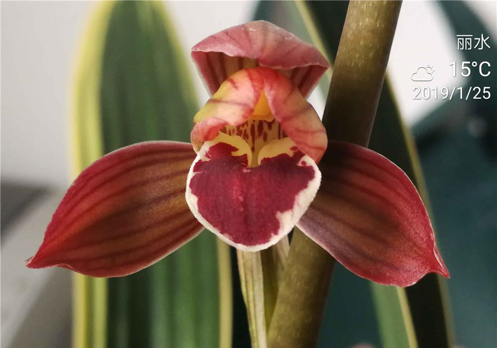 一般养兰人爱买什么价位的兰花,养兰高手传授真正兰花生长环境