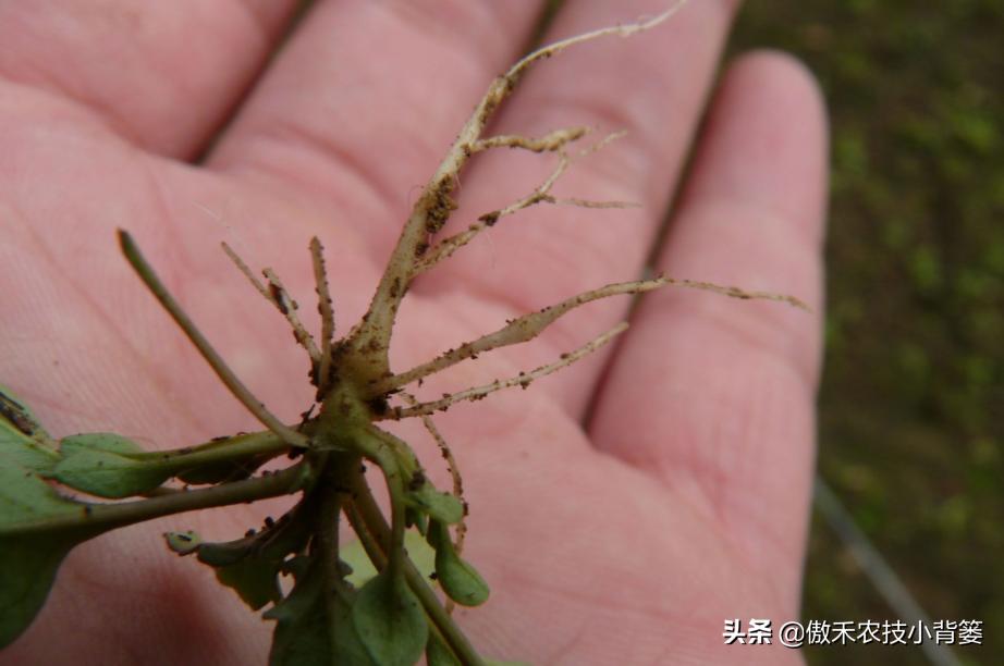 农作物灌根用什么杀菌药效果好,阿维菌素灌根可以防治哪些病害