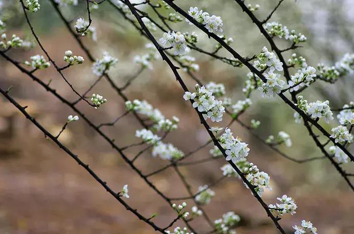 百花图谱大全100幅,工笔百花图谱100种