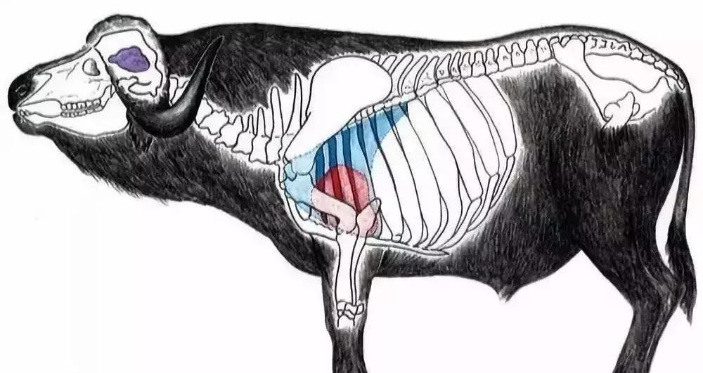 95式自动步枪被爆头危险的原因,95步枪连发打不了为什么