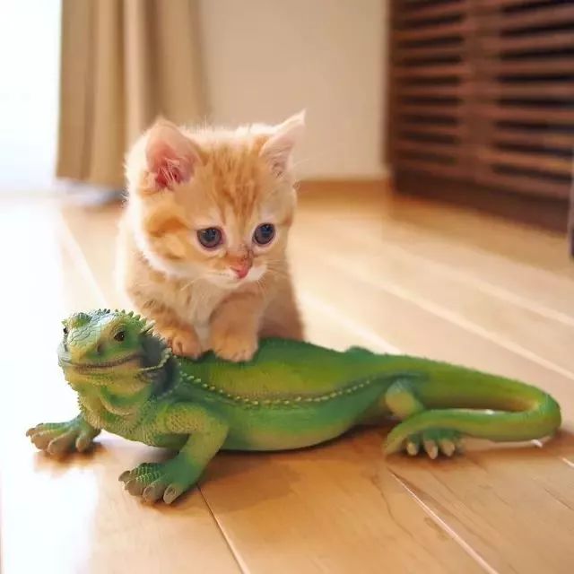 “不行了，我血槽已空，这么萌是怎么长得呢！？”