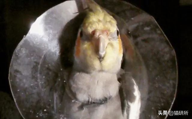 伊丽莎白圈猫咪,伊丽莎白圈有危险吗