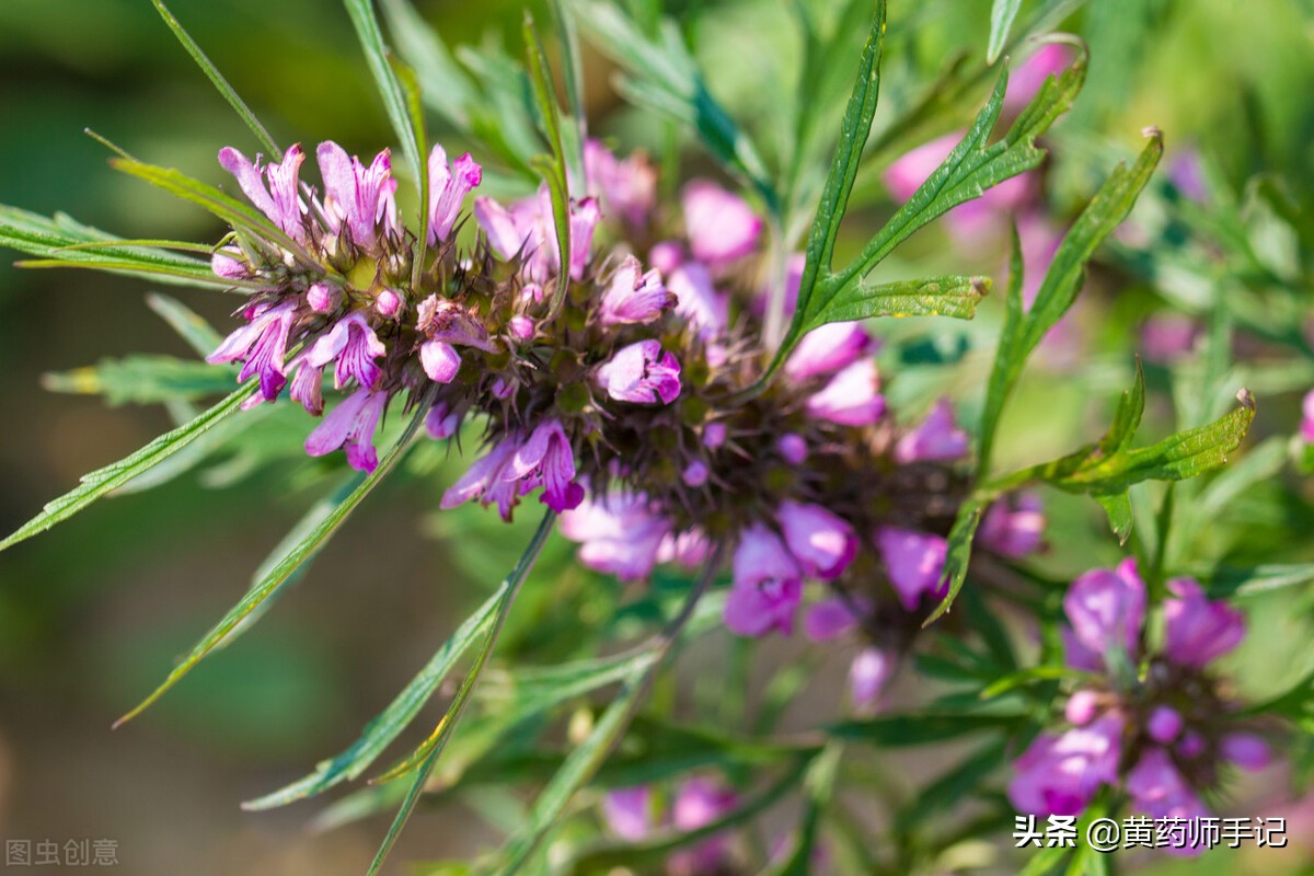 泡毒蛇的祛风中药,治疗十种毒蛇咬伤的应急草药图片