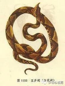 动物中药功效大全,中药药材大全及功效