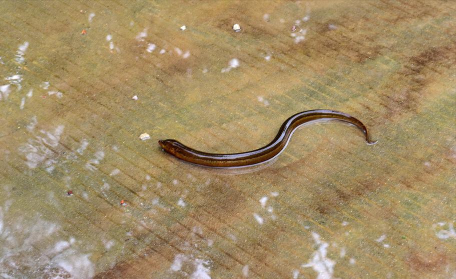 水泥池养黄鳝一亩能养多少,养一亩黄鳝一年能赚多少钱