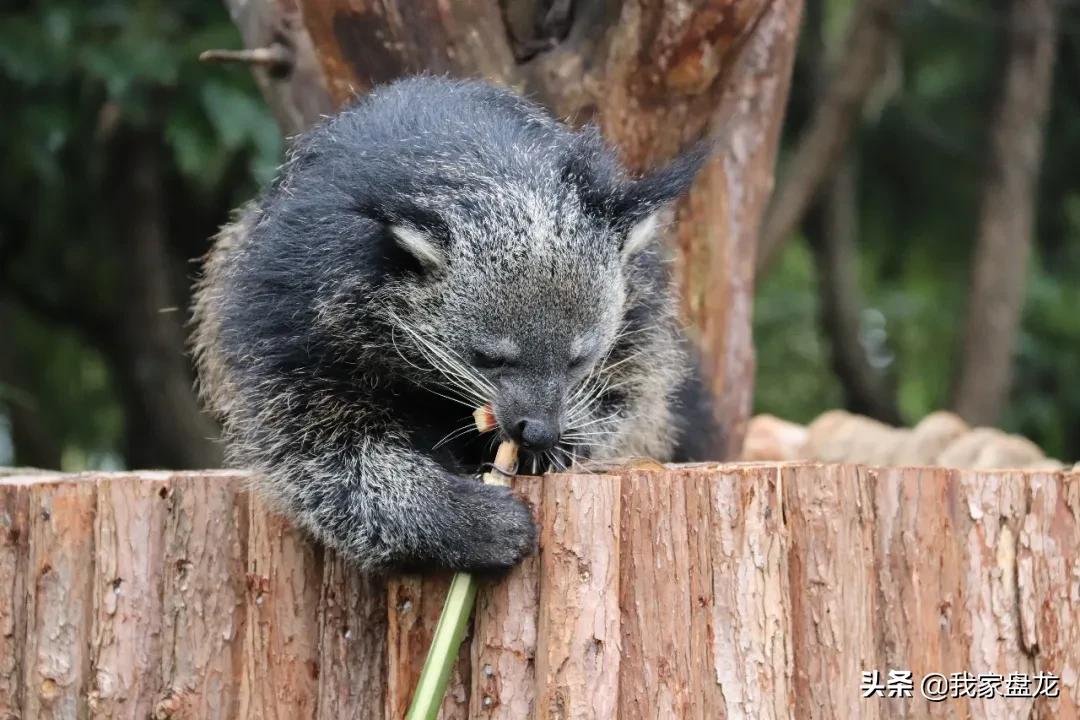 生物的多样性之美,生物多样性之美介绍