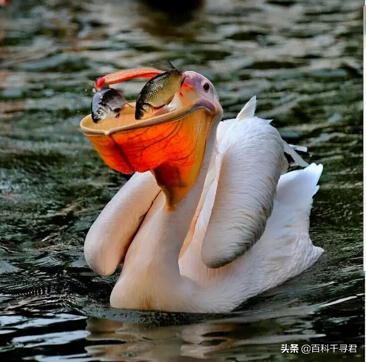 鹈鹕吞猎物到肚子里是怎么样的,鹈鹕会吞掉同类吗