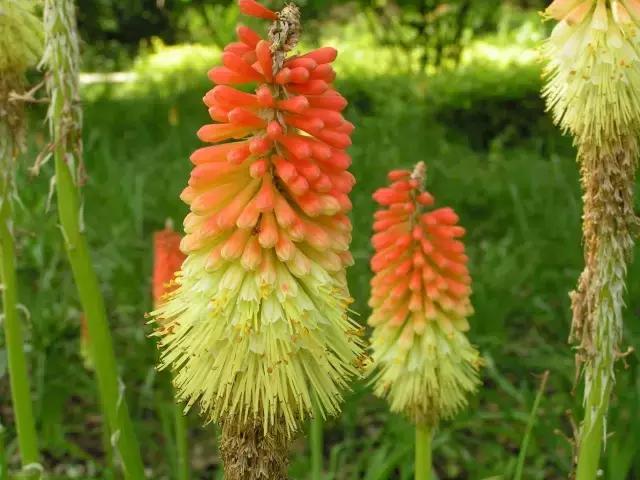 一次性摘各种各样的水果,一次性种很多草莓会怎么样