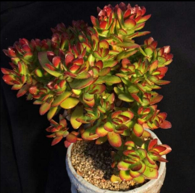 多肉火祭和天狗之舞区别,天狗之舞多肉夏天的样子