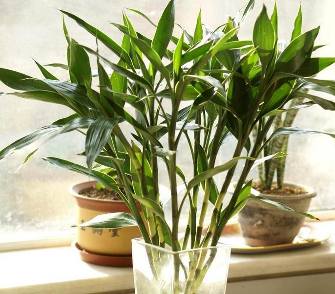 富贵竹叶尖发黄是全剪还是剪一半,富贵竹叶片黄了营养过剩怎么办