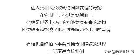 平头哥蜜獾照片,蜜獾平头哥动物科普