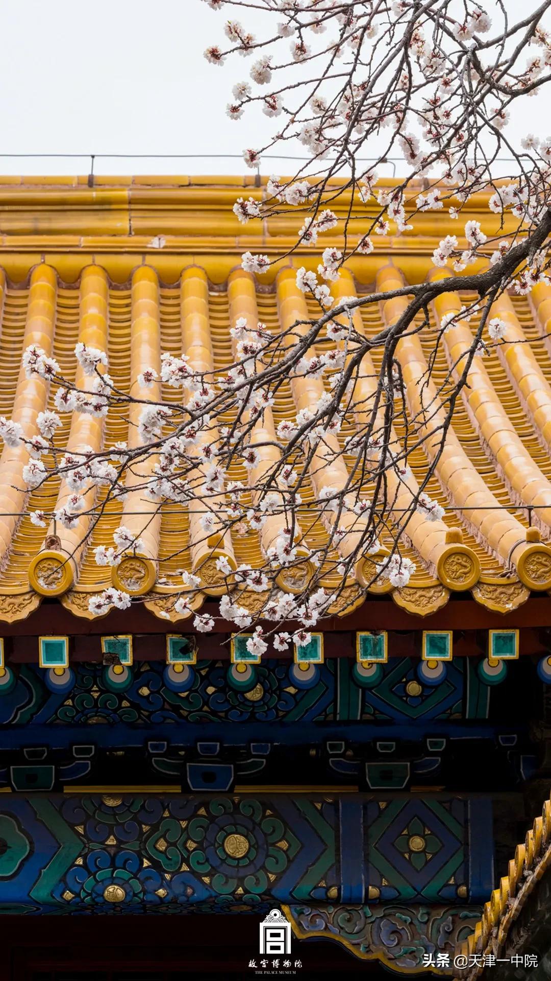 故宫重新开放！这一季错过的春色统统还给你