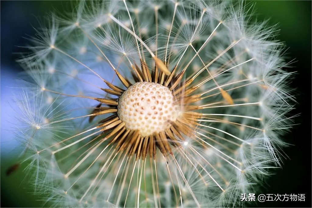 1分钟了解蒲公英,蒲公英科普知识资料大全