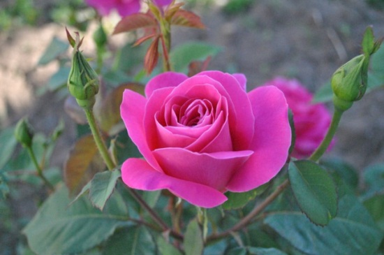 中国十大名贵花卉,昂贵花卉品种介绍